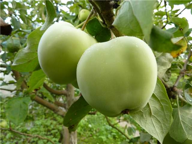 Сорт яблок «Дочь Папировки» является летним и выведен в результате гибридизации сортов «Папировка» и «Анис алый»